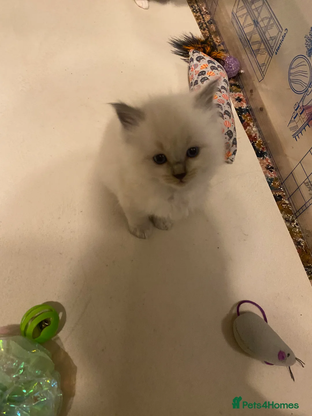 Ragdoll cats for sale: Gccf registered ragdoll kittens two litters  - Advert 8