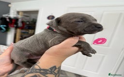 Mixed Breed dogs for sale: staffy x cane corso  - Image 8