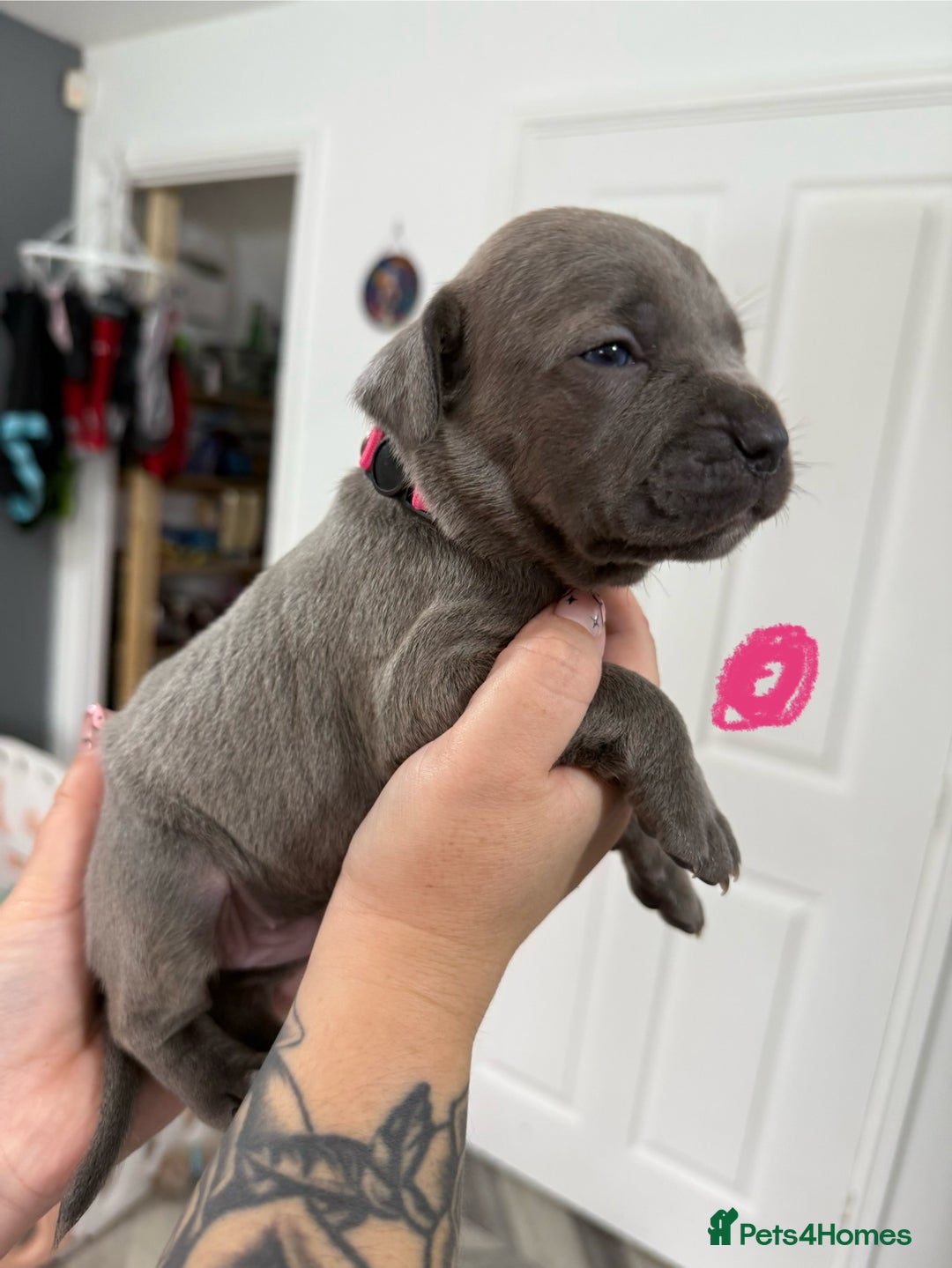 Mixed Breed dogs for sale: staffy x cane corso  - Image 8