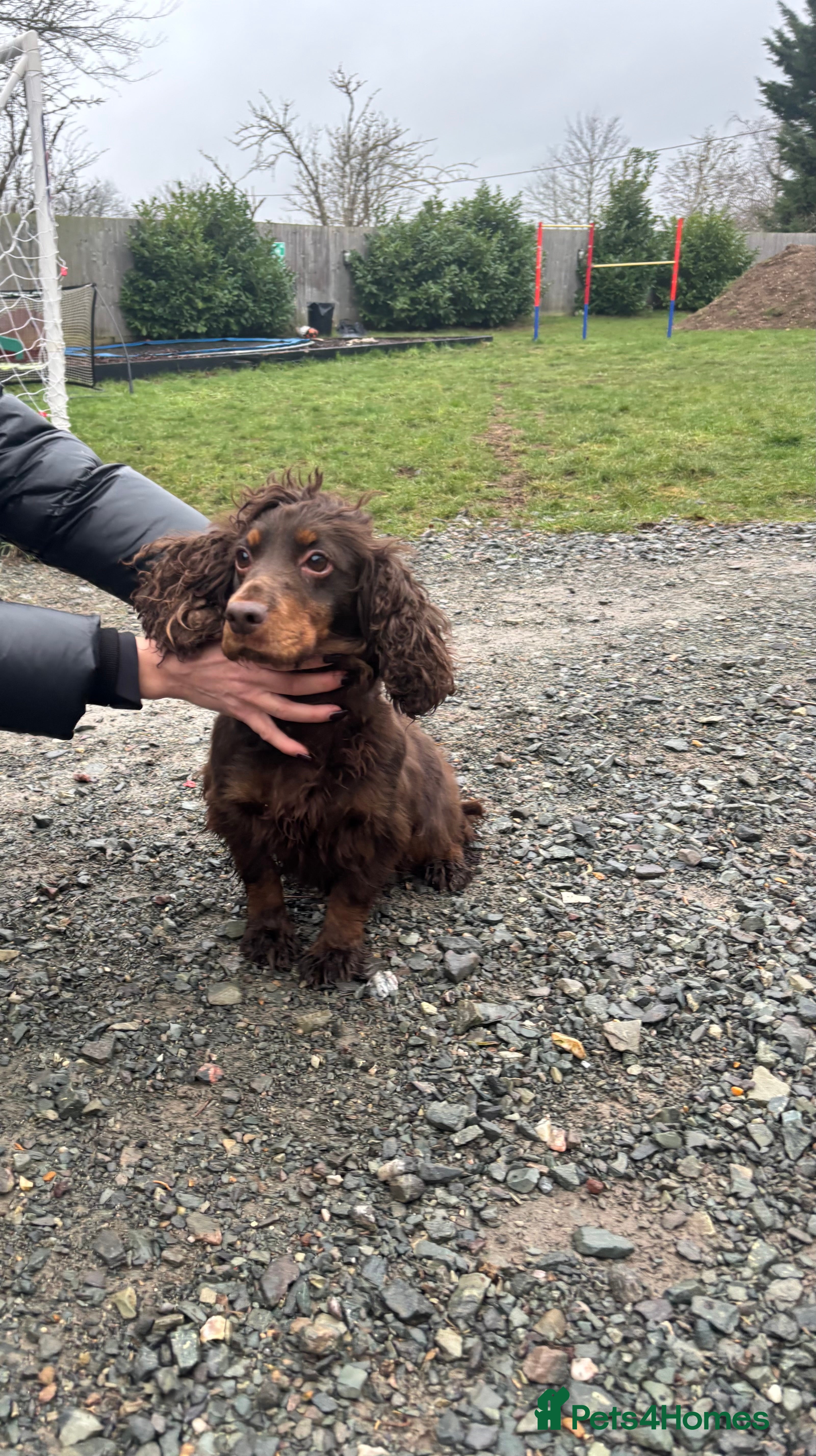 Cocker Spaniel dogs Bella needs a new home  - Advert 3