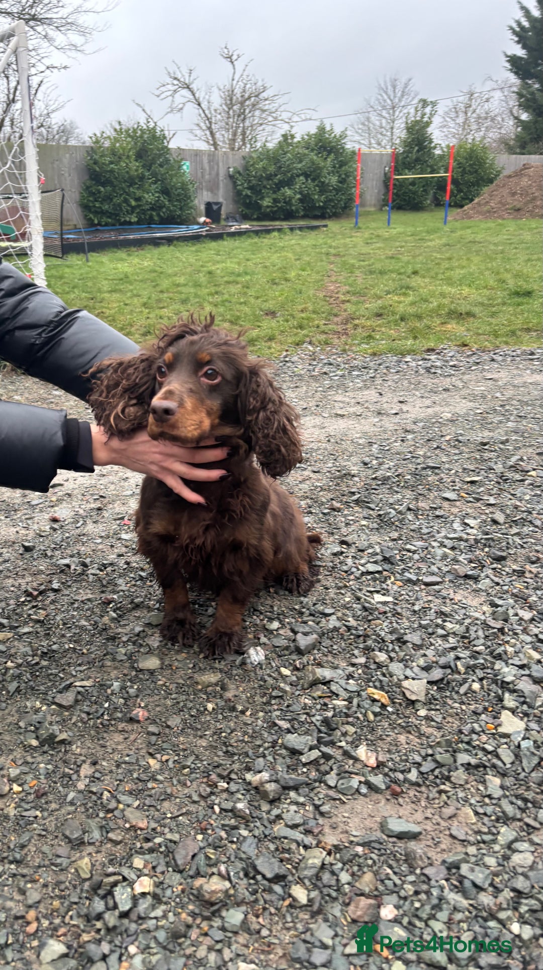 Cocker Spaniel dogs for sale: Bella needs a new home  - Advert 1
