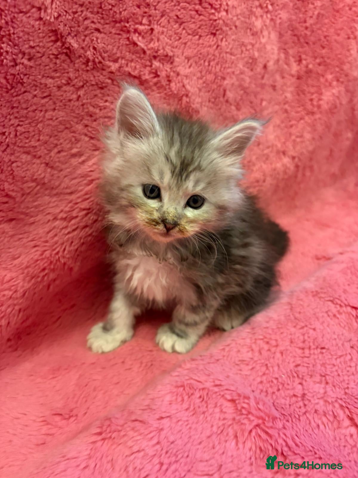 Maine Coon cats Outstanding Maine Coon Kittens | Champion lines - Advert 16