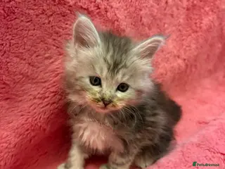 Maine Coon cats Outstanding Maine Coon Kittens | Champion lines - Advert 16