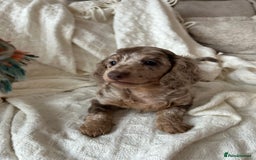 Miniature Dachshund dogs for sale: Miniature dachshunds - Image 10