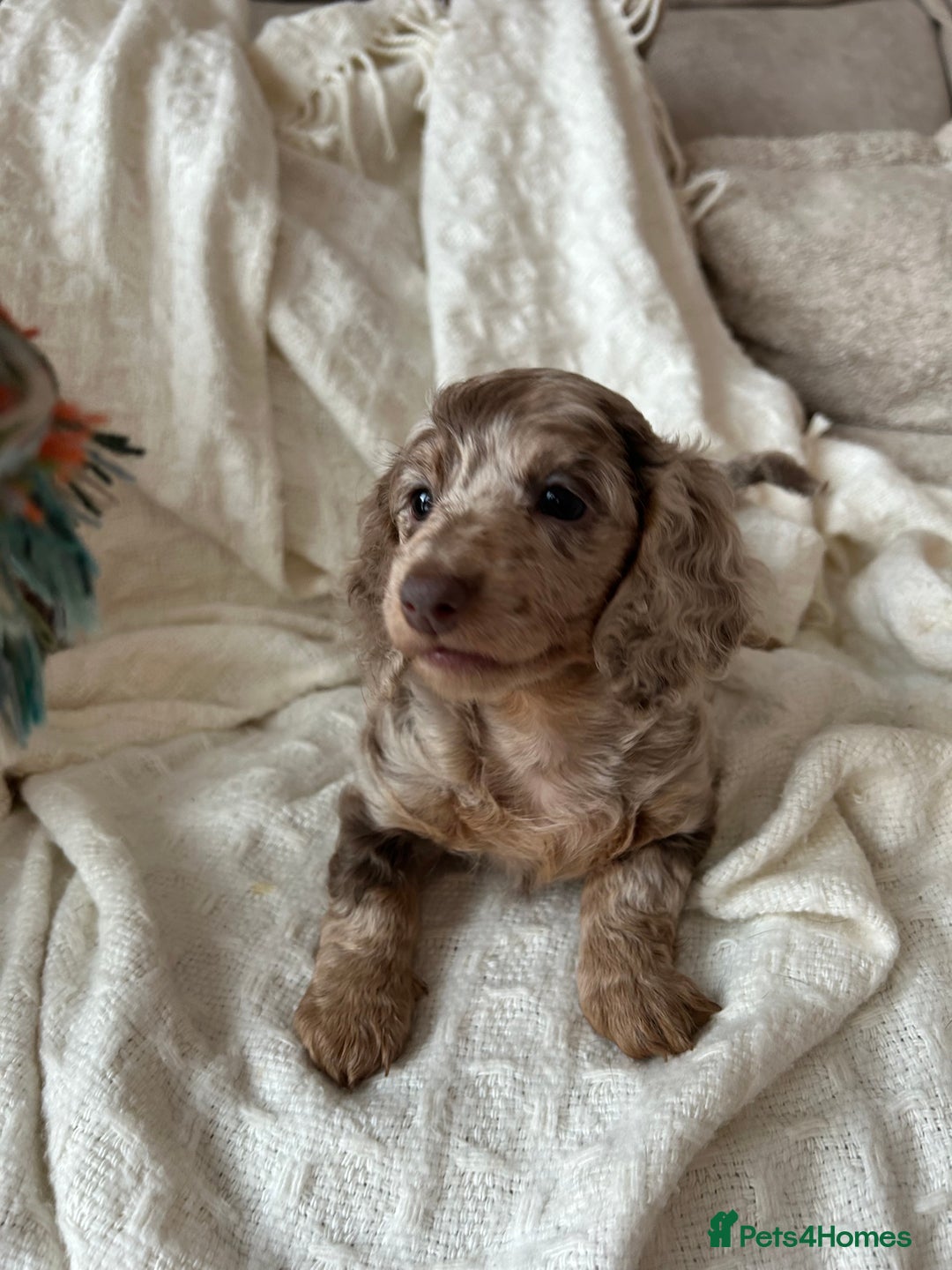 Miniature Dachshund dogs for sale: Miniature dachshunds - Image 10
