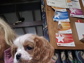 Cavalier King Charles Spaniel dogs Blenheim Cavalier King Charles spaniel puppies - Advert 18