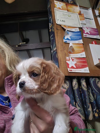 Cavalier King Charles Spaniel dogs Blenheim Cavalier King Charles spaniel puppies - Advert 13