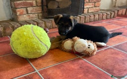 German Shepherd dogs for sale: 25 years experience  breeding German Shepherds - Image 4