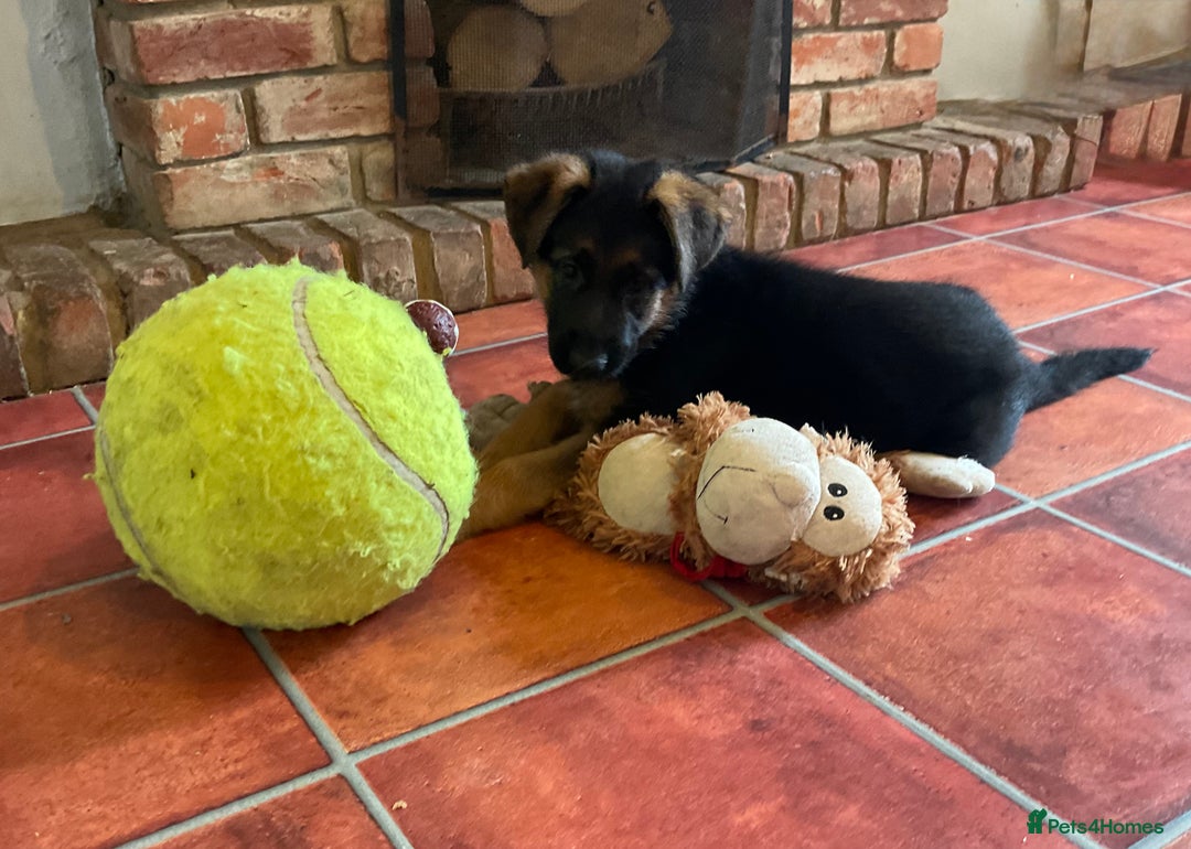 German Shepherd dogs for sale: 25 years experience  breeding German Shepherds - Image 4