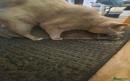 British Shorthair cats for stud: LILAC BOY GCCF Registered ready for Stud service  in Leigh - Image 19