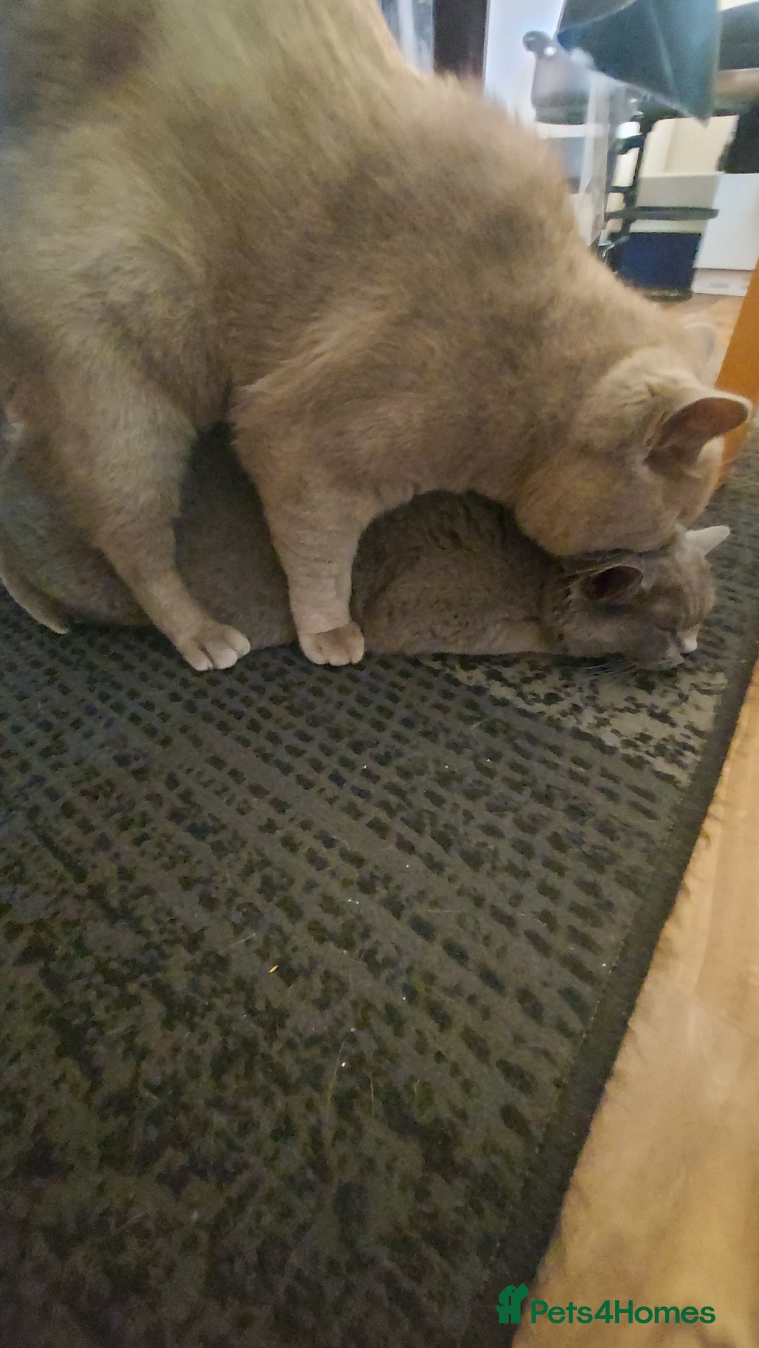 British Shorthair cats for stud: LILAC BOY GCCF Registered ready for Stud service  in Leigh - Image 19