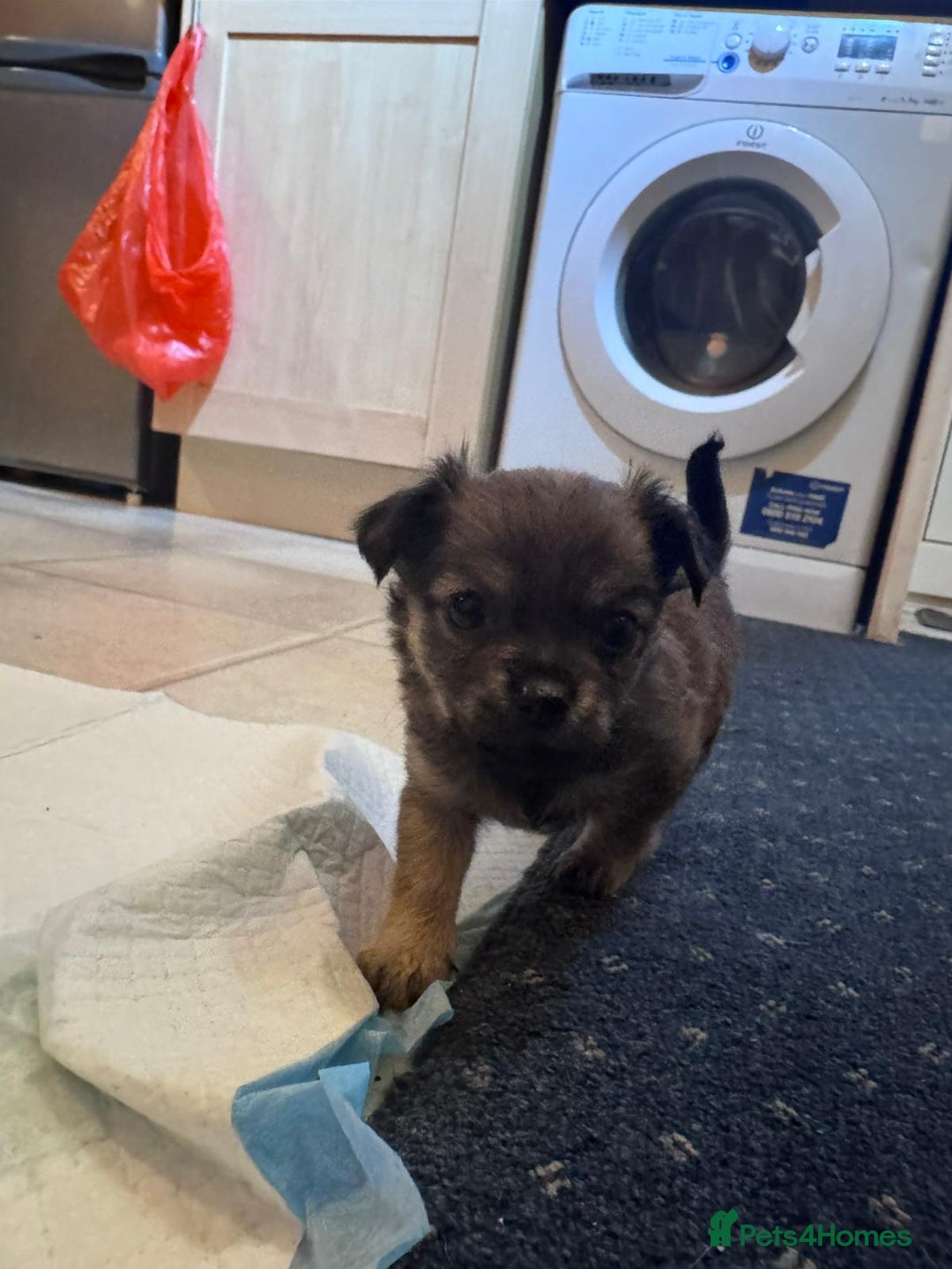 Chihuahua dogs for sale: Chihuahua Puppies For Sale - Advert 7