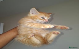 Ragdoll cats for sale: Kittens  - Image 5