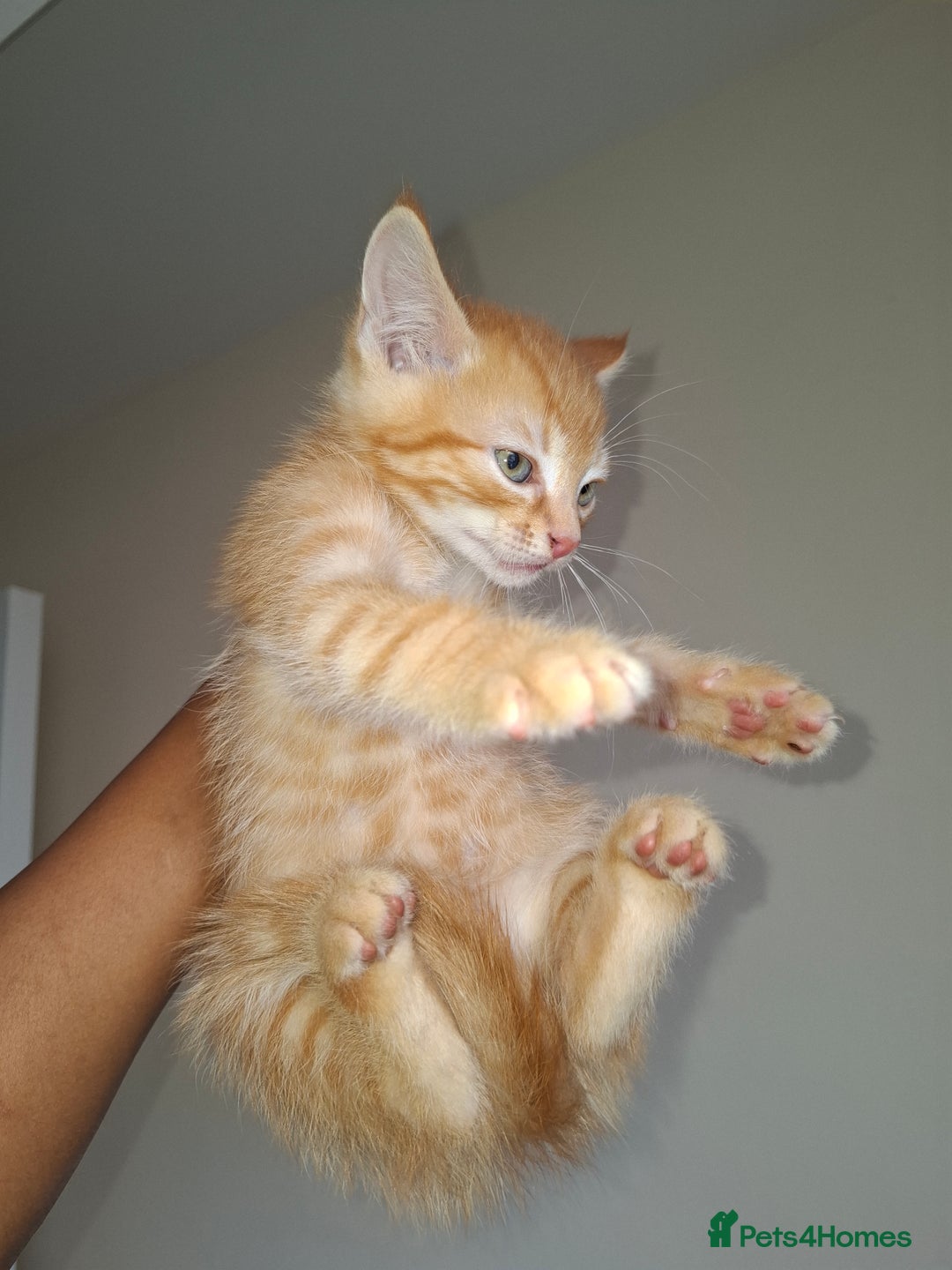 Ragdoll cats for sale: Kittens  - Image 5