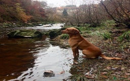 Labrador Retriever dogs for sale: KC REGISTERED DNA TESTED LABRADOR PUPPIES - Image 22