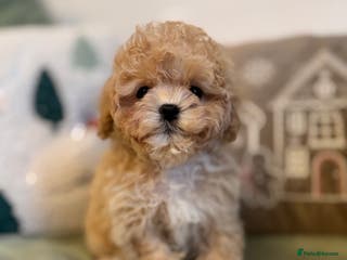 Maltipoo dogs ✨Outstanding Quality Tiny Asian F1 Maltipoo Girl✨ - Advert 8