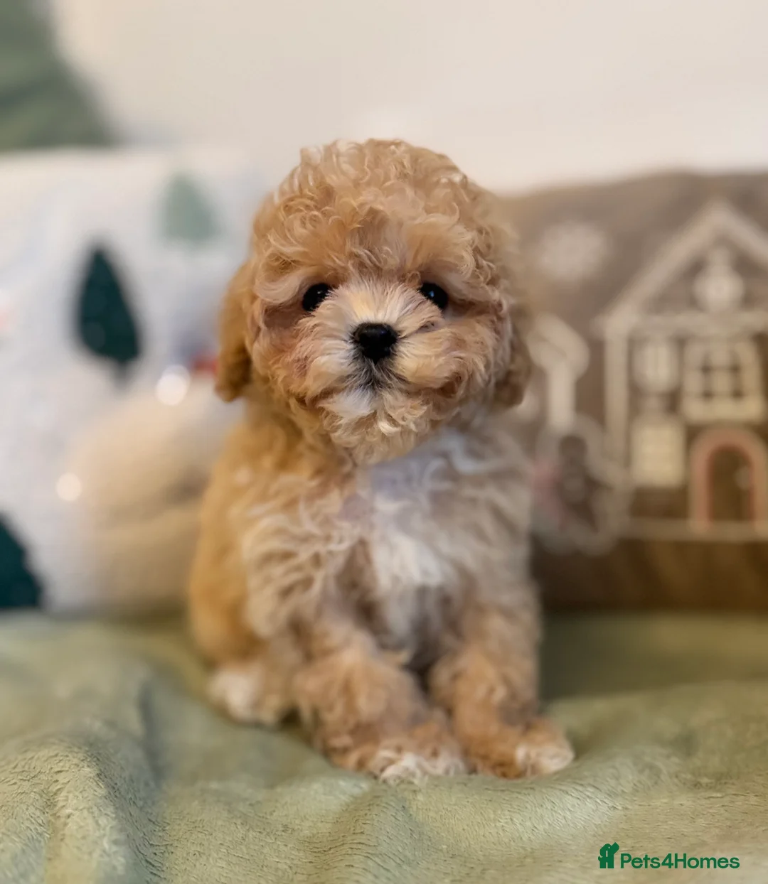 Maltipoo dogs for sale: ✨Rare Top Quality Tiny Asian F1 Maltipoo✨ - Advert 2