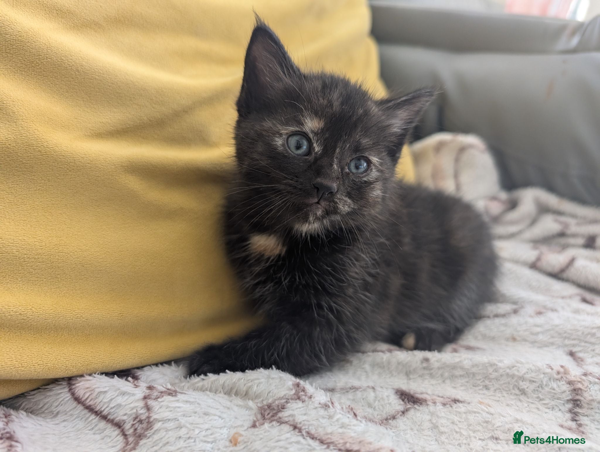 Mixed Breed cats Adorable Two left out of beautiful litter - Advert 2