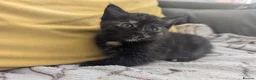 Mixed Breed cats for sale: Adorable Two left out of beautiful litter - Advert 6
