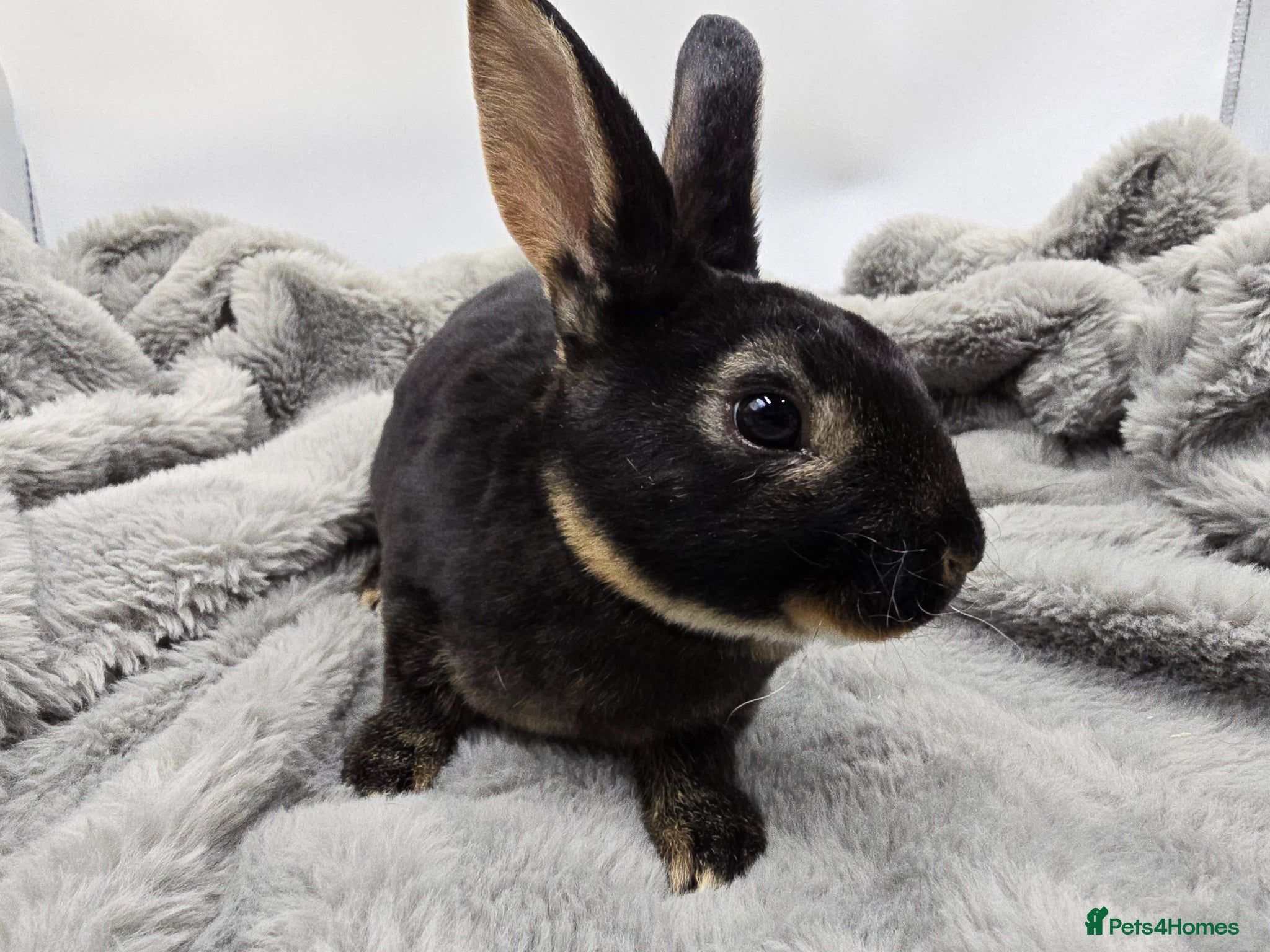 Rex rabbits Showline Black Otter Standard Rex - Advert 2