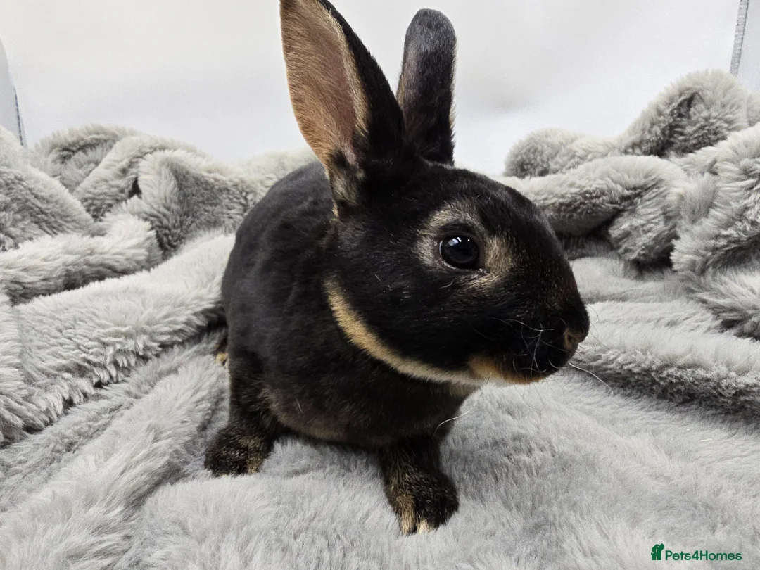 Rex rabbits for sale: Showline Black Otter Standard Rex - Advert 2