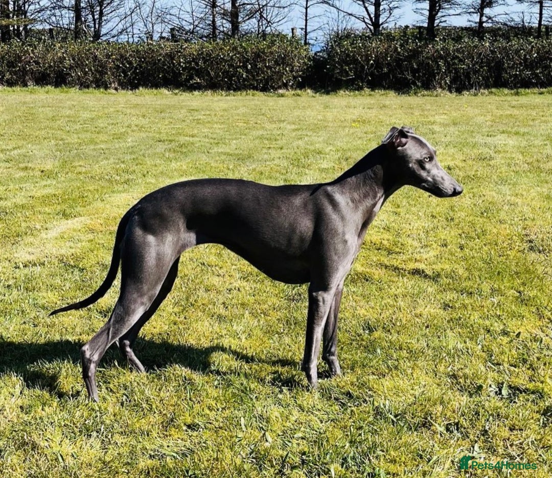 Whippet dogs for sale: Beautiful KC Reg Pedigree Whippet Puppies - Advert 9