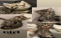 Bengal cats for sale: 6 bengal kittens - Image 5