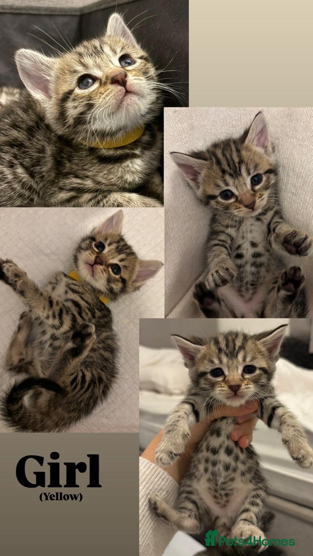 Bengal cats for sale: 6 bengal kittens - Image 5