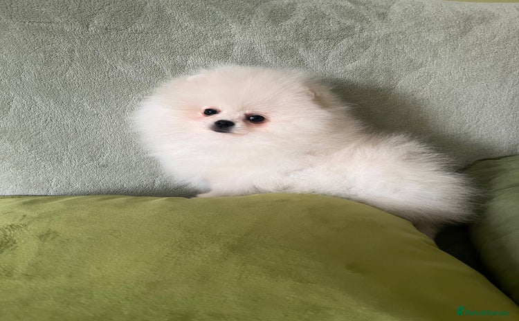 Pomeranian dogs - Advert 3