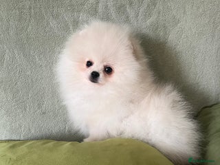 Pomeranian dogs - Advert 2