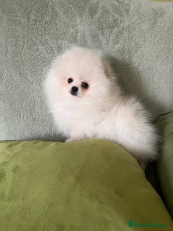 Pomeranian dogs - Advert 1