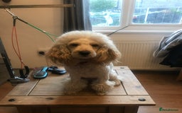 Cockapoo dogs for sale: cockapoos F1b 2 gorgeous pups 1 boy💙 1girl🩷 - Image 4