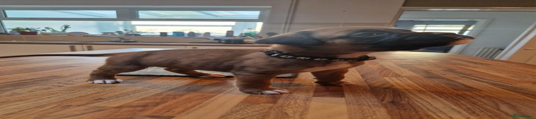 Boxer Puppy 3 (black)