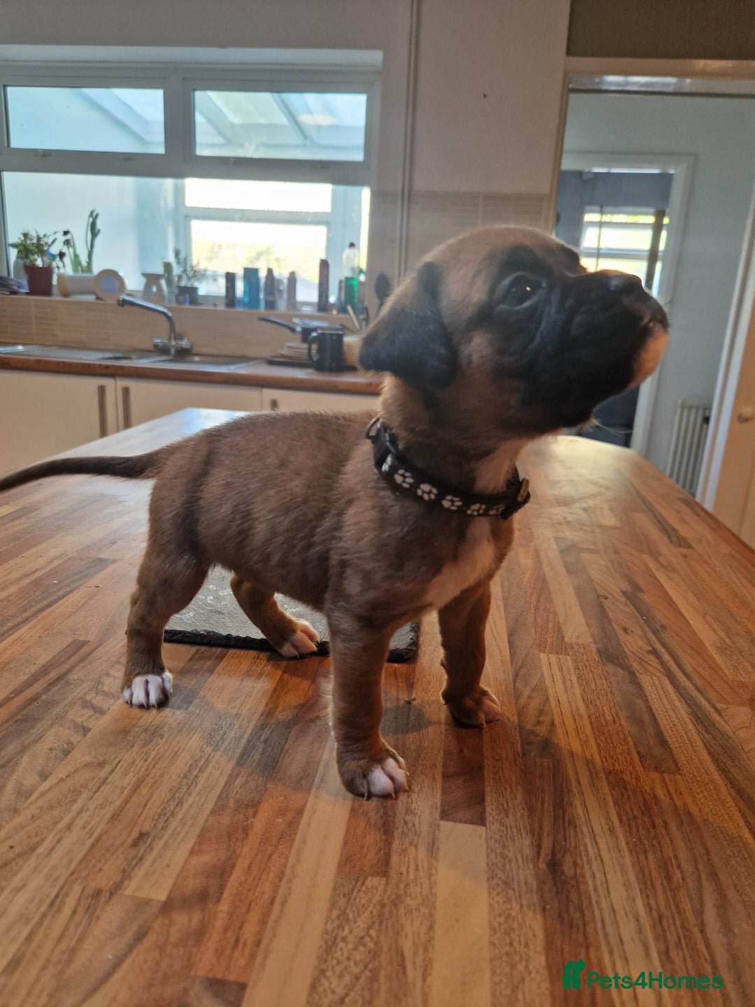 Boxer dogs for sale: Beautiful litter of KC reg bobtail boxer pups - Image 21