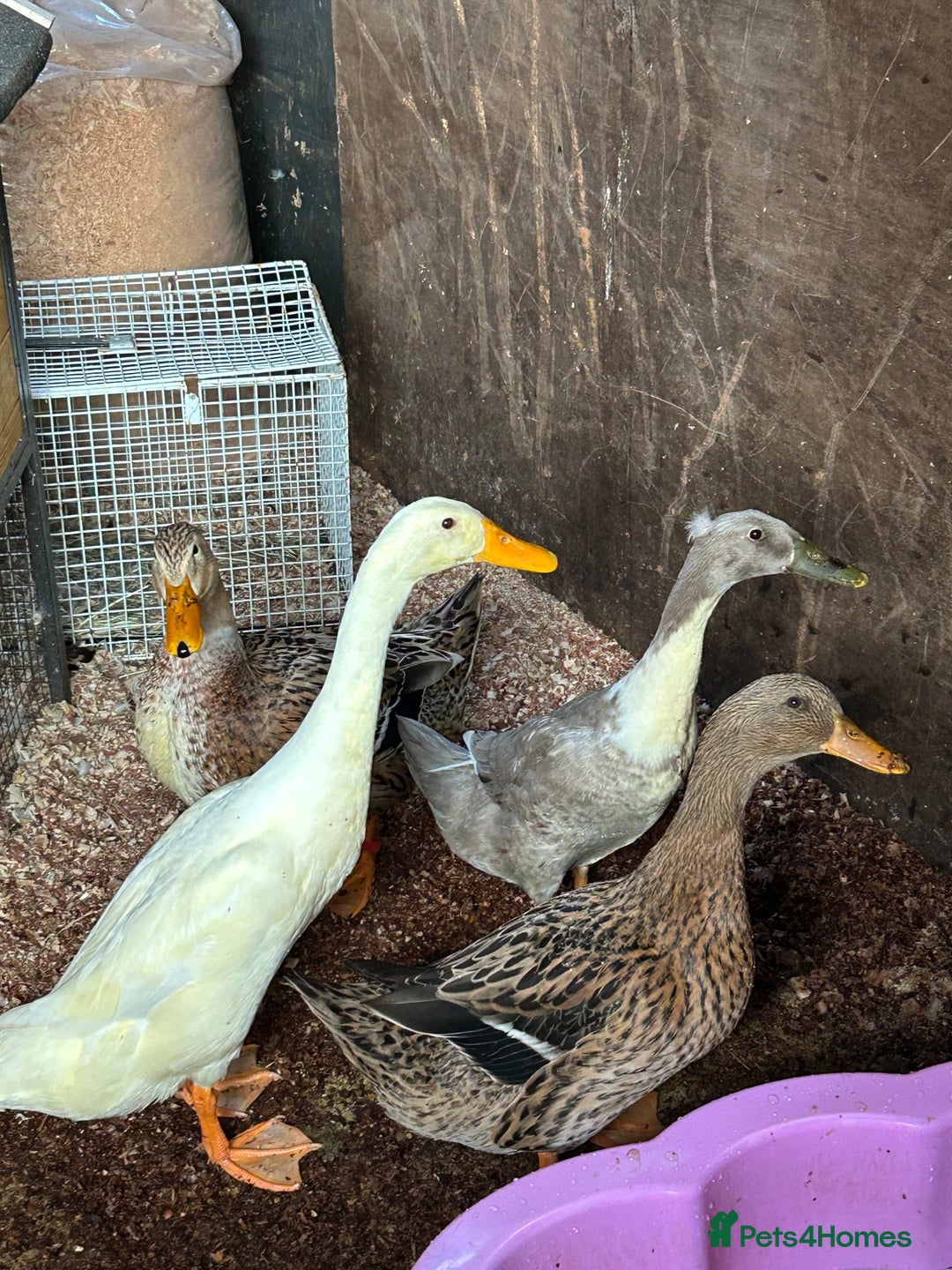 Ducks poultry for sale: Mixed breed ducks - Image 6