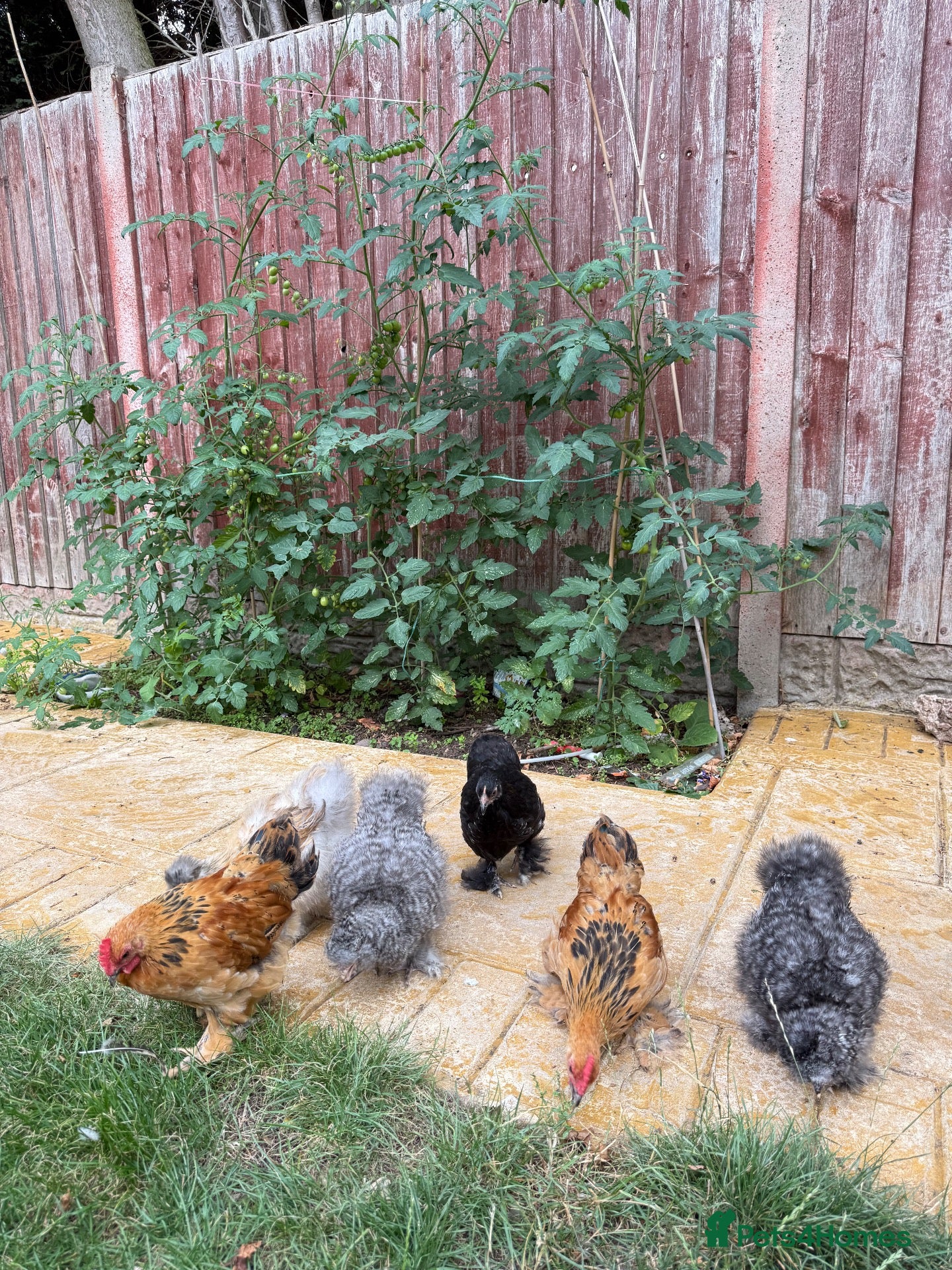 Chickens poultry Mixed silkies  - Advert 2
