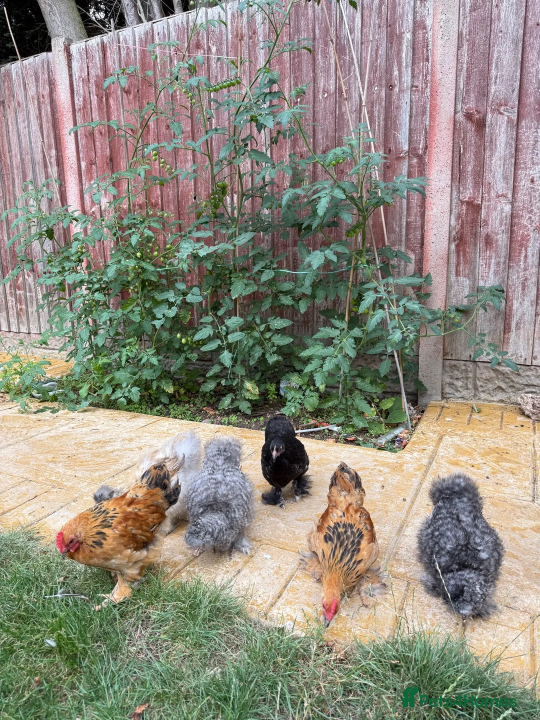 Chickens poultry for sale: Mixed silkies  - Advert 1