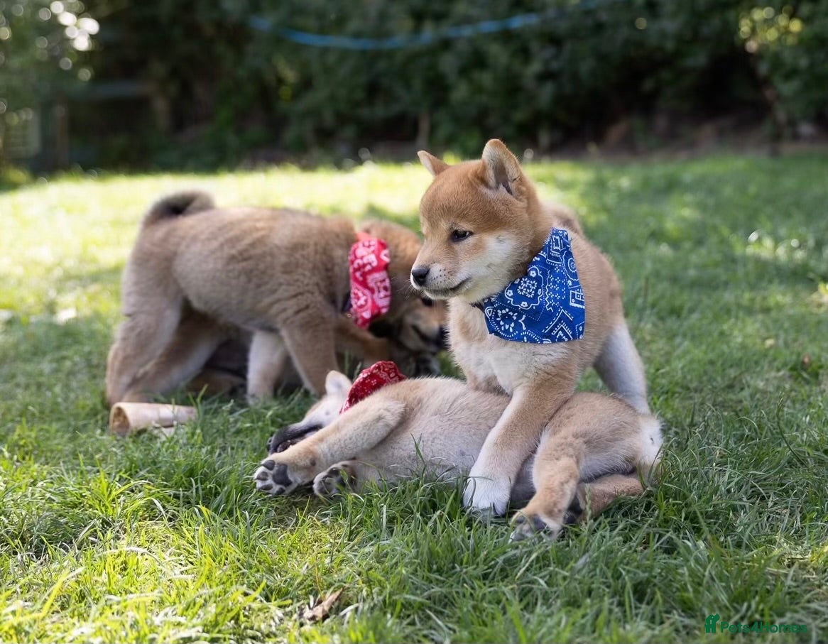 Japanese Shiba Inu dogs Outstanding original Japanese Shiba Inu puppies  - Advert 1