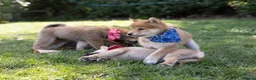 Japanese Shiba Inu dogs for sale: Outstanding original Japanese Shiba Inu puppies  - Advert 1