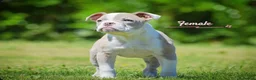 Old Tyme Bulldog dogs for sale: 23 YEARS, EXPERIENCE, 5 STAR RATED, LICENSED - Advert 6