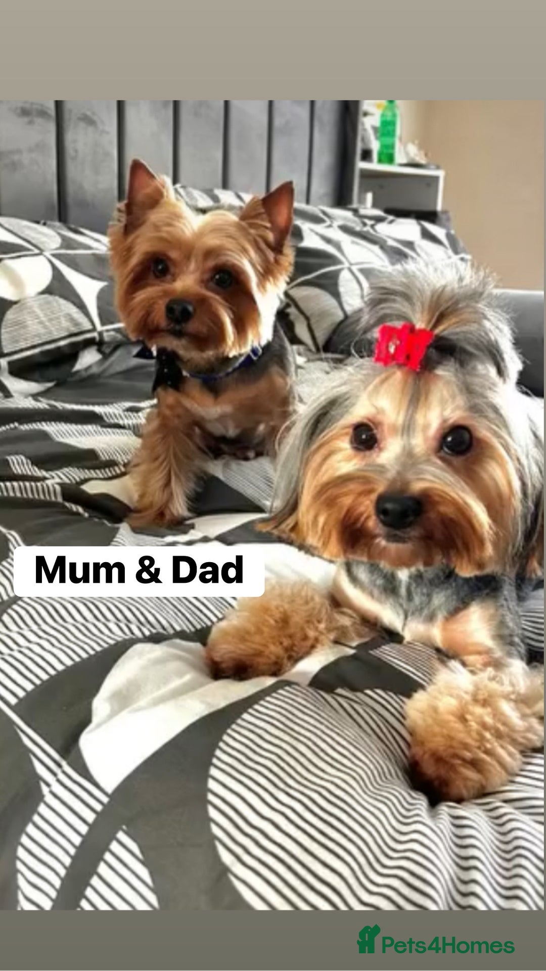 Yorkshire Terrier dogs for sale: Yorkshire Terrier Puppies For Sale - Advert 9