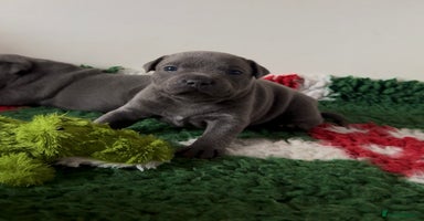 Staffordshire Bull Terrier dogs - Advert 4