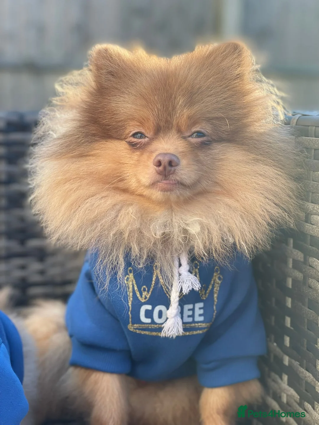 Pomeranian dogs for stud: Cobee (PROVEN)  ( STUD ONLY ) (PRODUCING MERLES)   in Liverpool - Advert 18