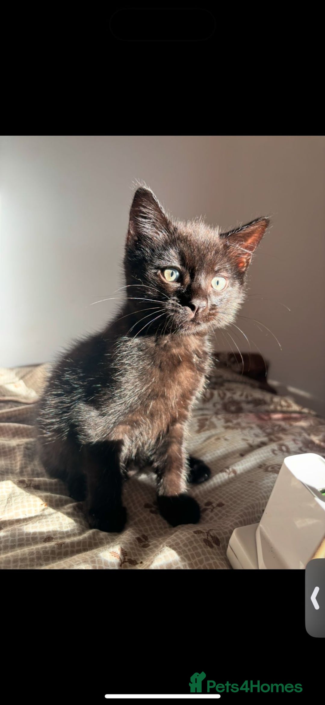 Mixed Breed cats for sale: 7 all black kittens - Image 27
