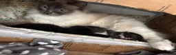 Mixed Breed cats for sale: Beautiful Ragdoll Cross Kittens in Kettering - Advert 1