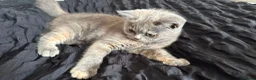 British Shorthair cats for sale:  4 gorgeous kittens  💕 in Brandon - Advert 12