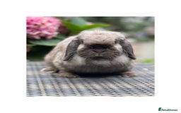 Mini Lop rabbits for sale: Hobby breeder of mini lops bunnies  in Loughborough - Image 26