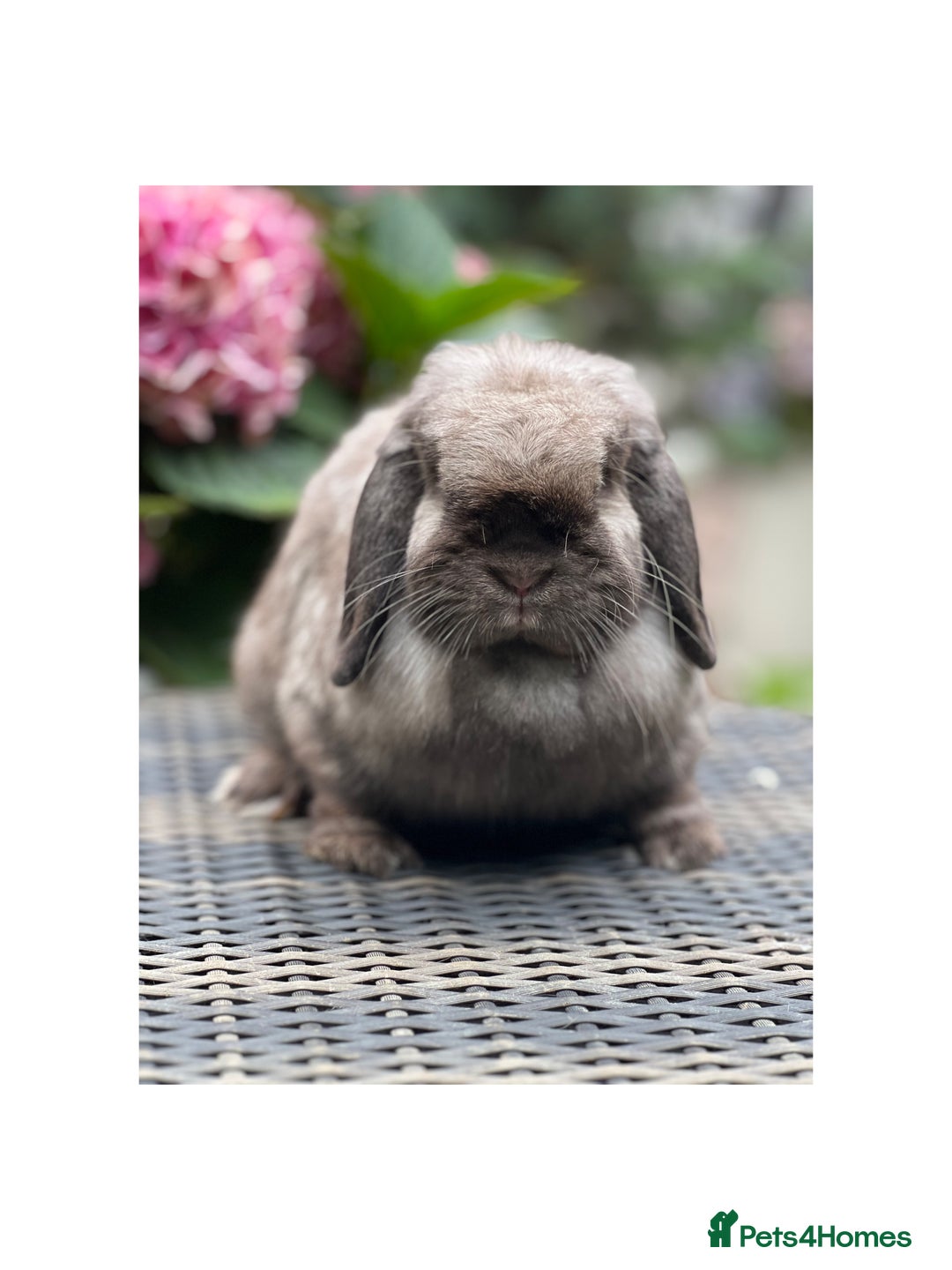 Mini Lop rabbits for sale: Hobby breeder of mini lops bunnies  in Loughborough - Image 26