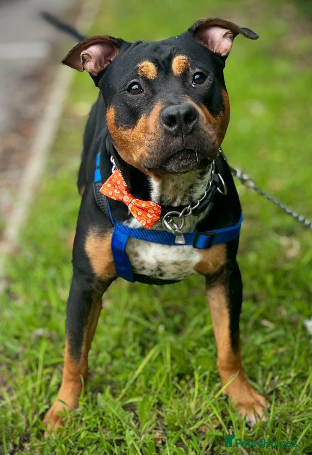 Staffordshire Bull Terrier dogs for sale: Urgent home needed  - Image 8