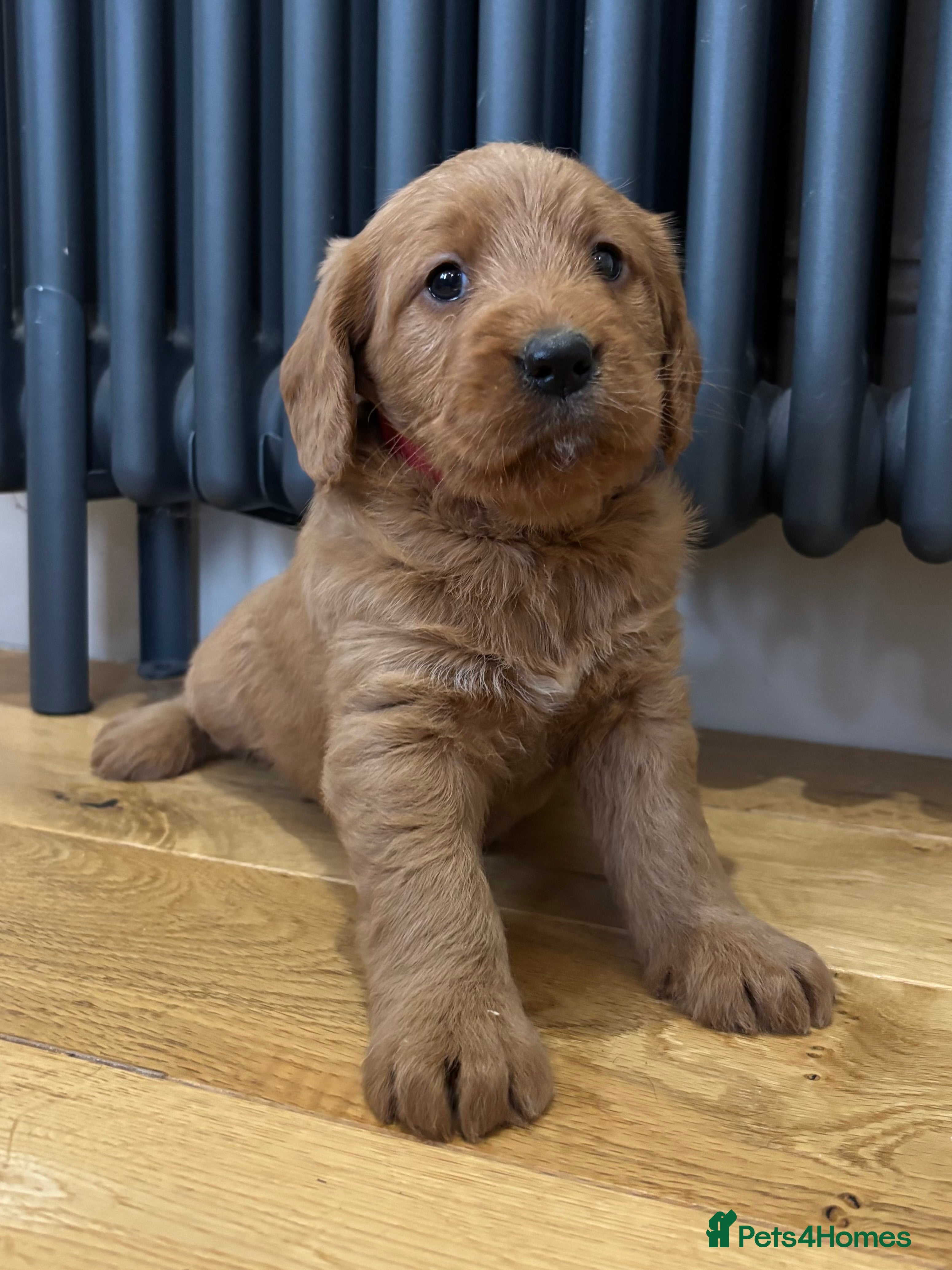 Labradoodle dogs Stunning F1 Labradoodle Puppies KC Parents - Advert 9